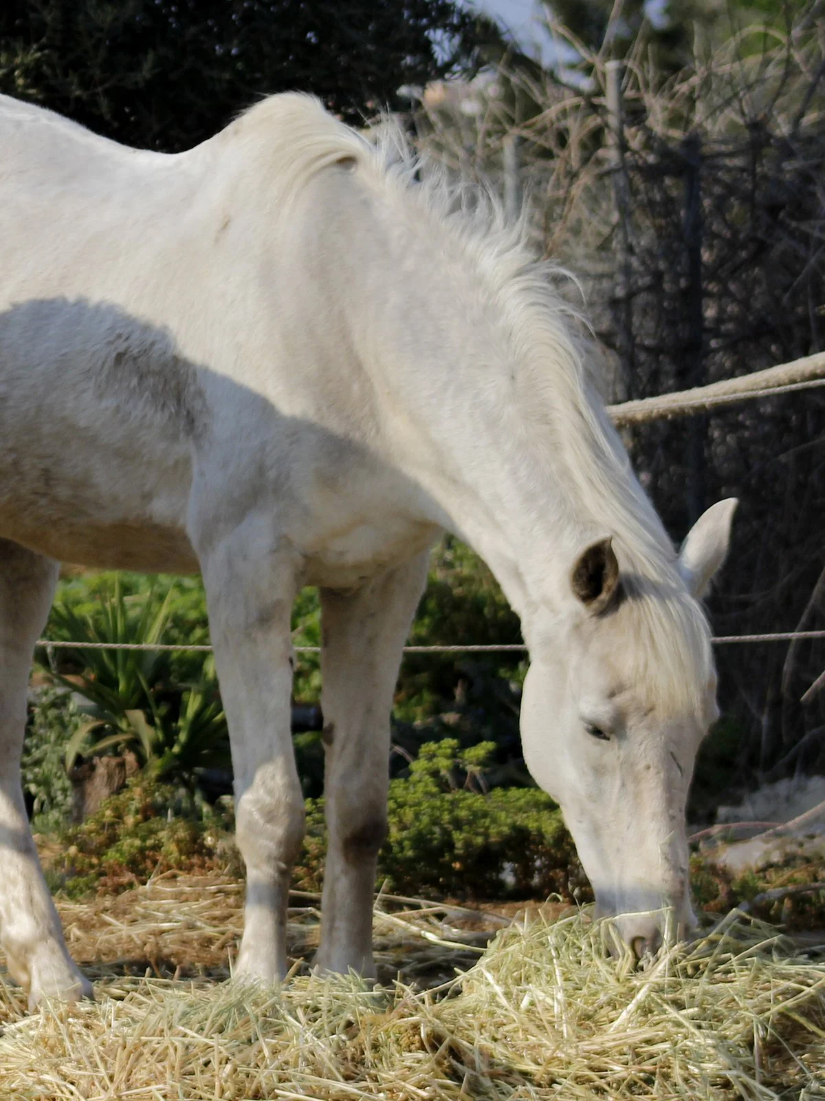 Curro