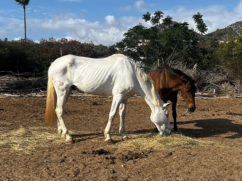 APAC rescue horse