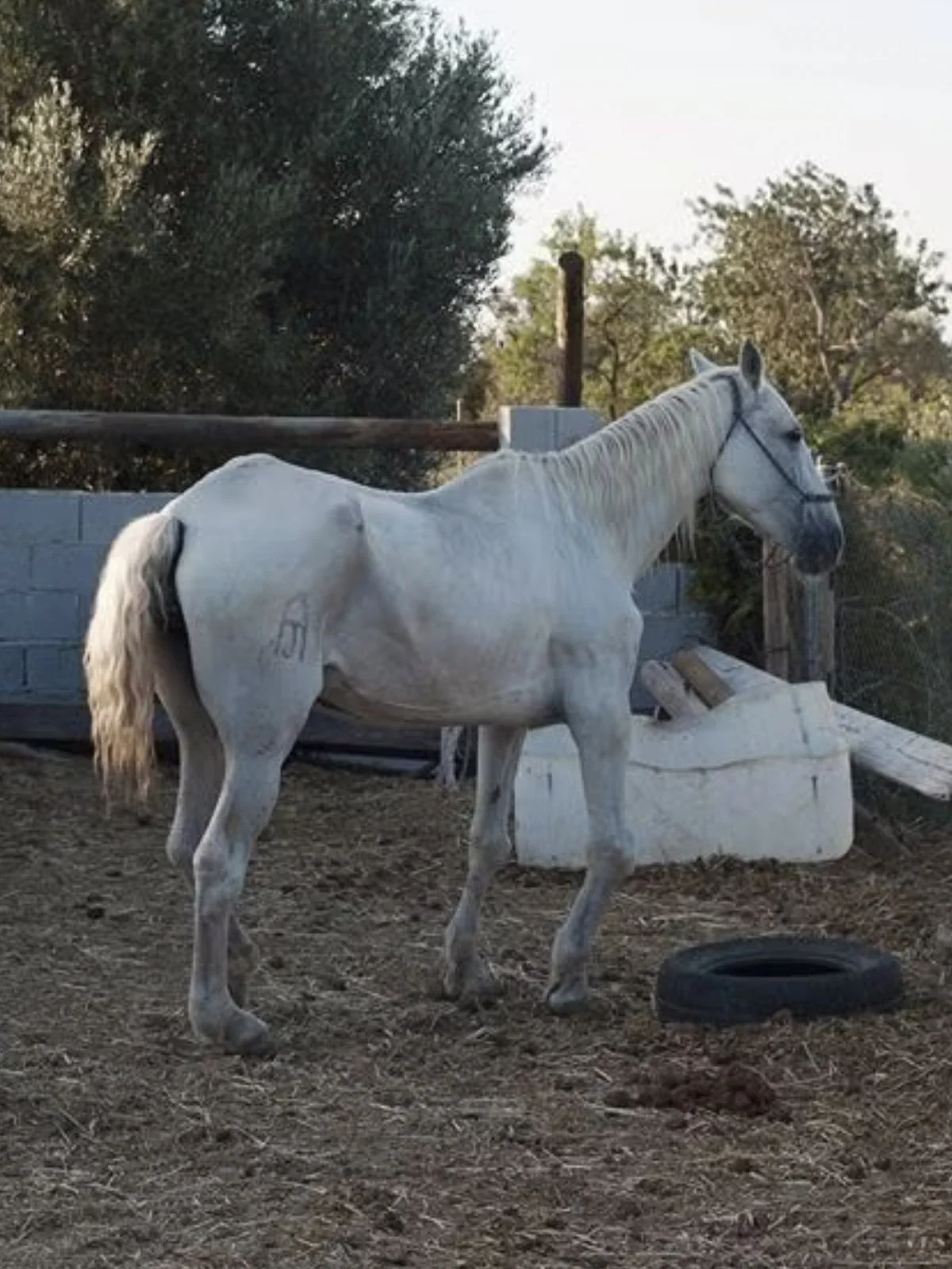 Pili
