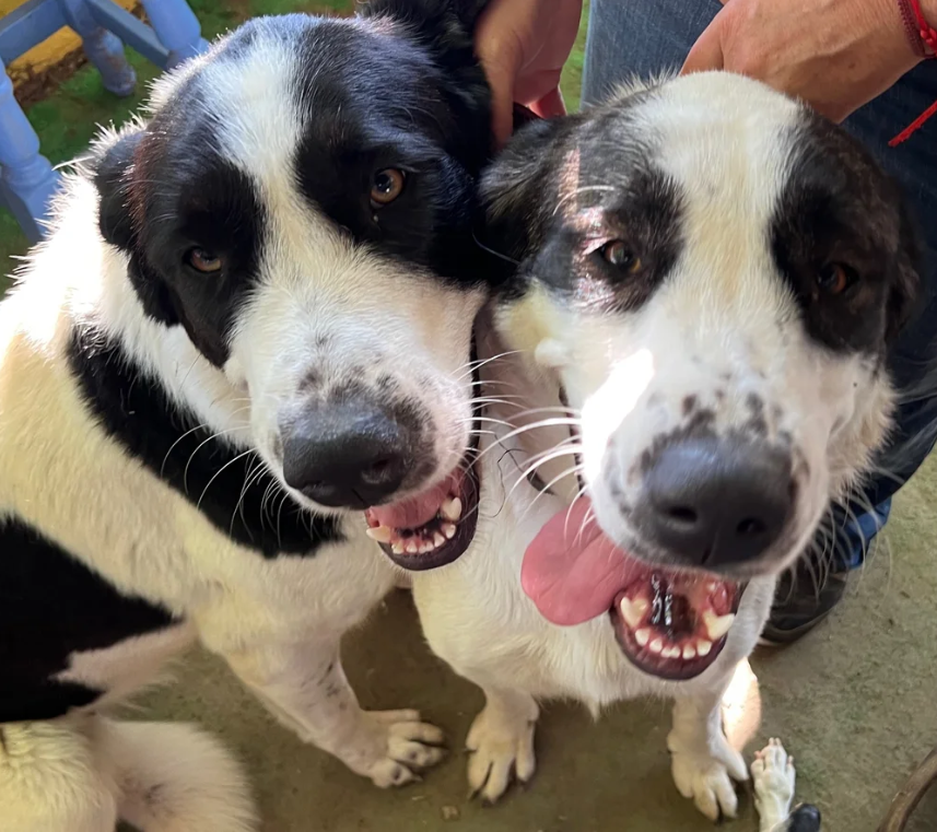 Meet Our Gentle Giants