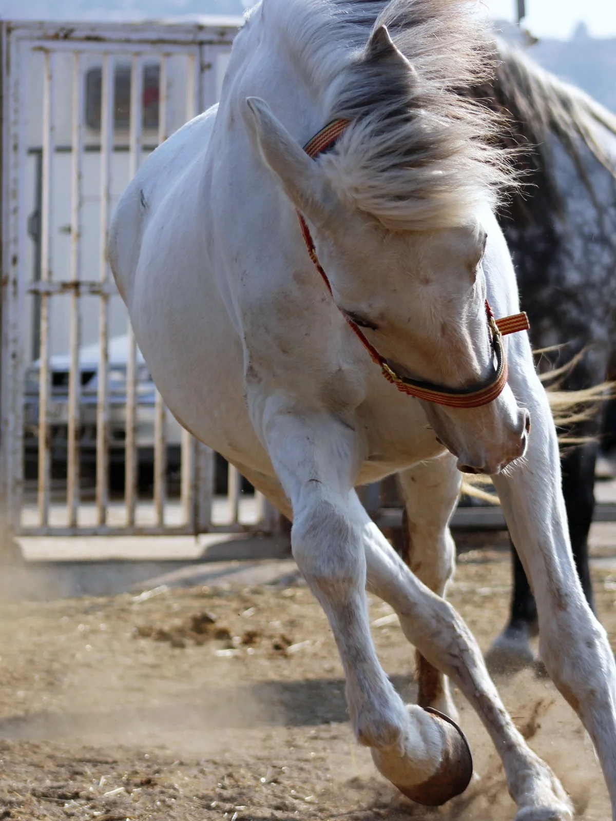 Furia