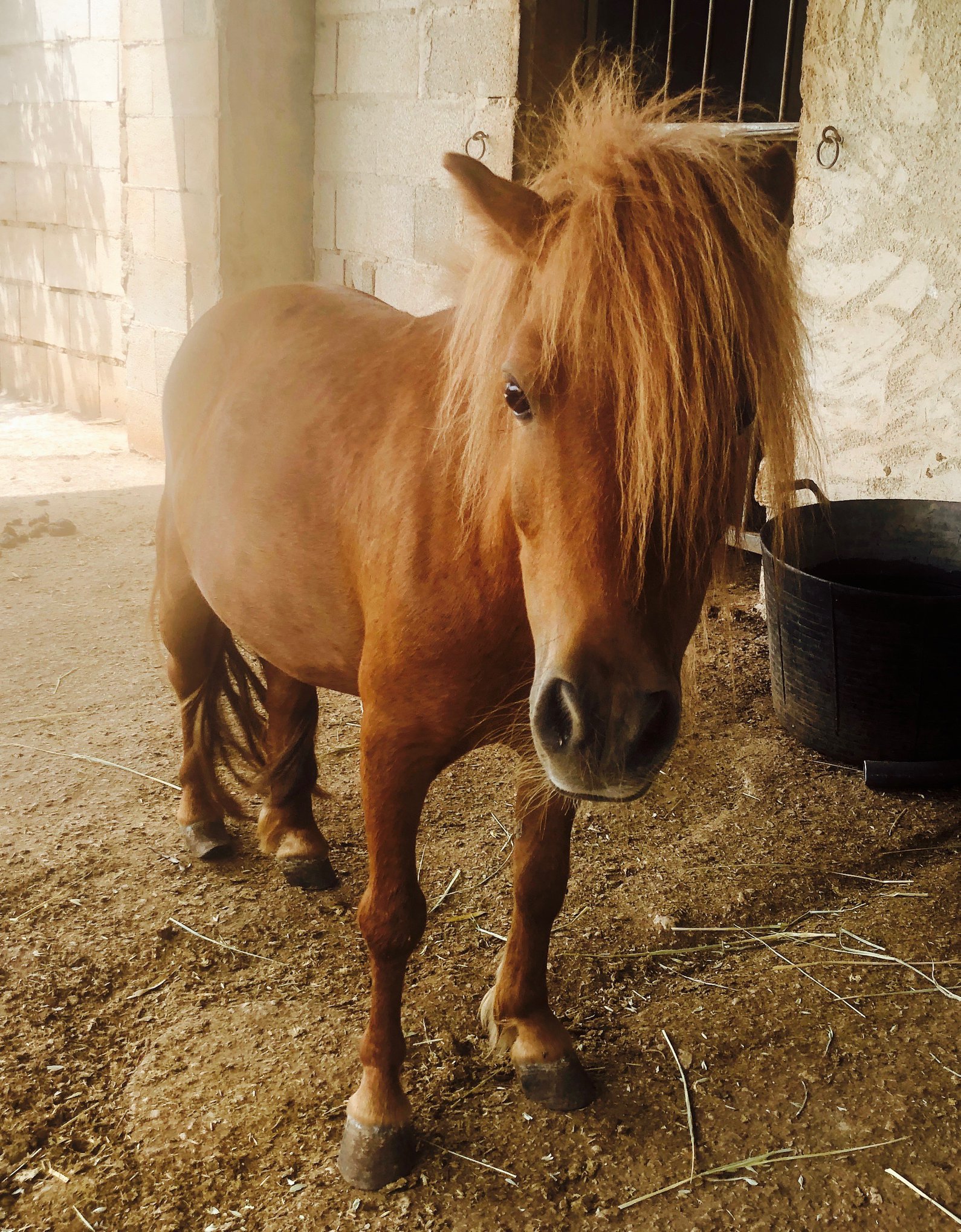 Peanut