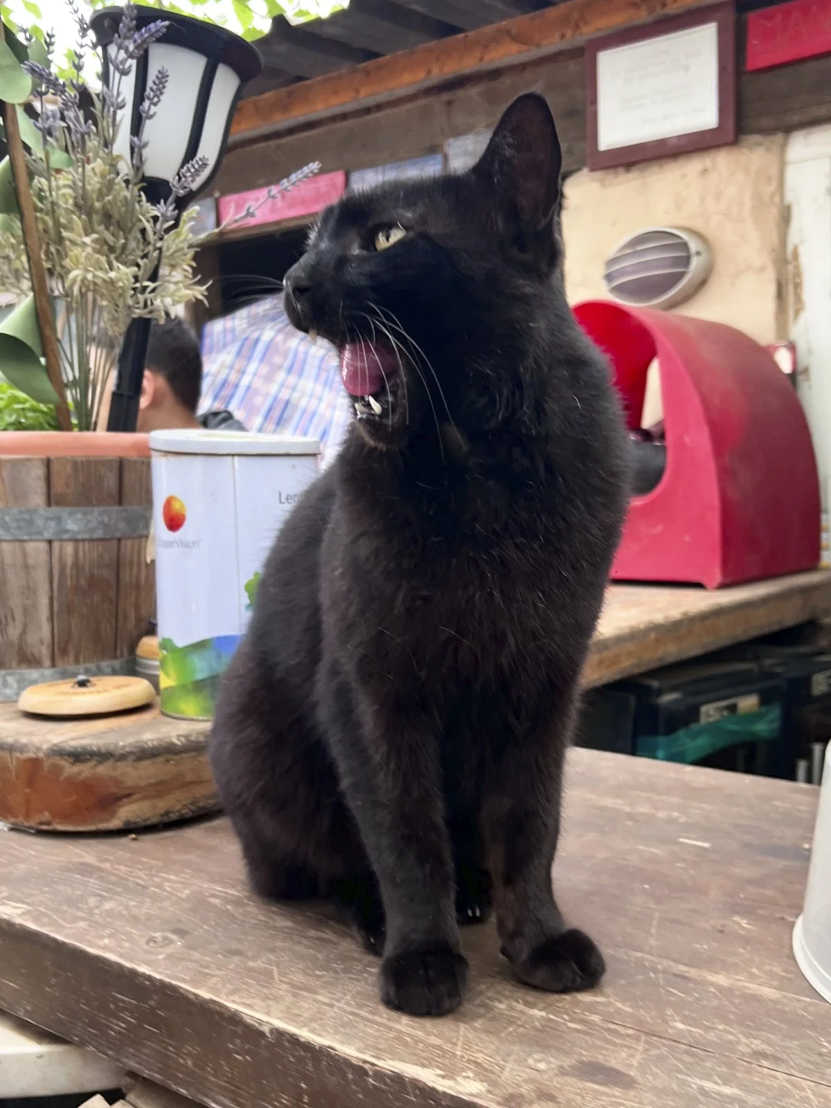 Panther