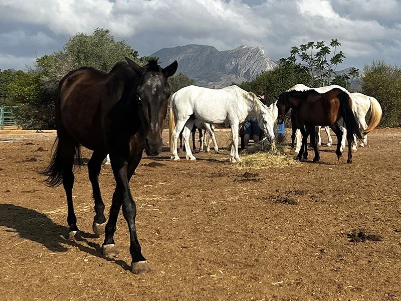 APAC rescue horse